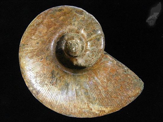 Lytoceras Ammonite Fossil Lytoceras 2285 Fossils For Sale