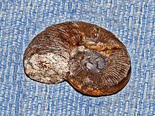 Lytoceras fimbriatum httpsuploadwikimediaorgwikipediacommonsthu