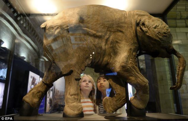 Lyuba Baby mammoth 39Lyuba39 choked to death in mud hole 42000 years ago