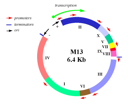 M13 bacteriophage utminersutepedurwebbassetsimagesm13gif