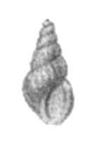 Maackia (gastropod)