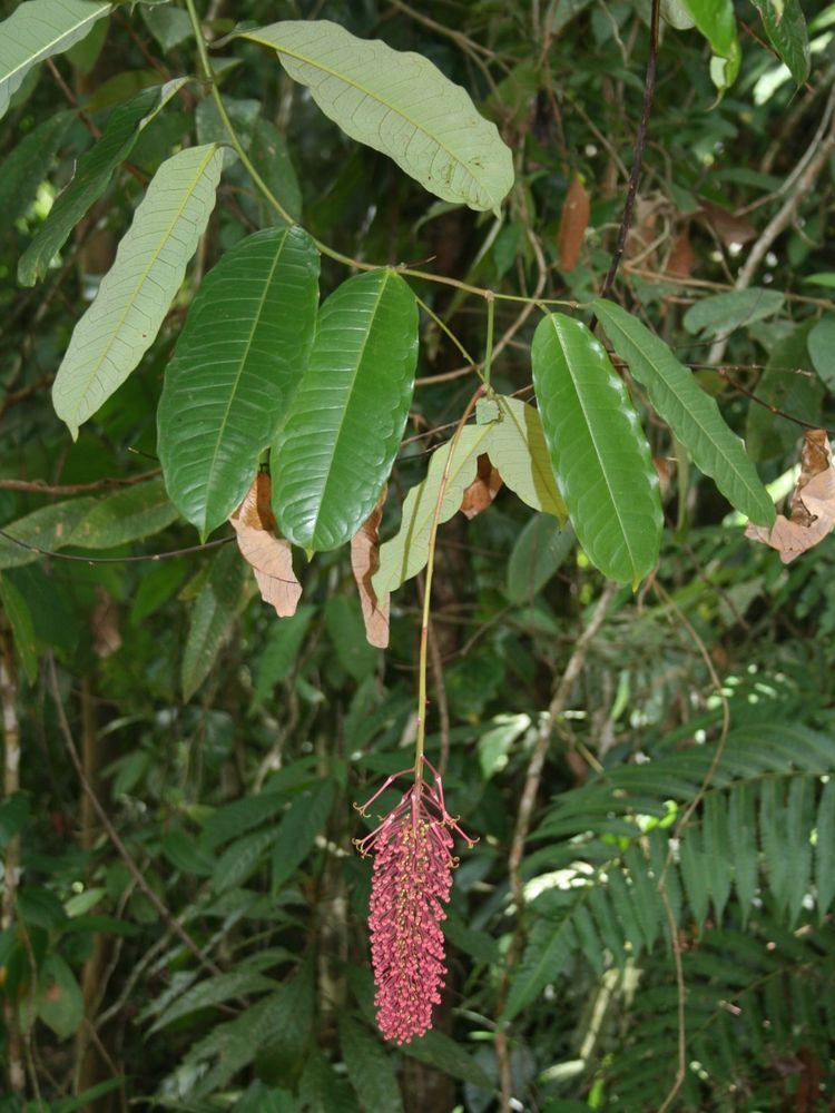 Mabea (plant) httpsuploadwikimediaorgwikipediacommonscc