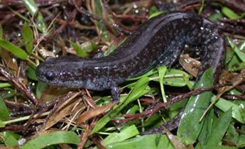 Mabee's salamander Species Profile Mabee39s Salamander Ambystoma mabeei SREL