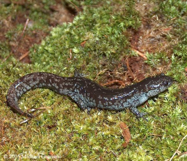 Mabee's salamander wwwvirginiaherpetologicalsocietycomamphibianss