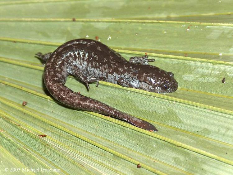 Mabee's salamander Mabee39s Salamander