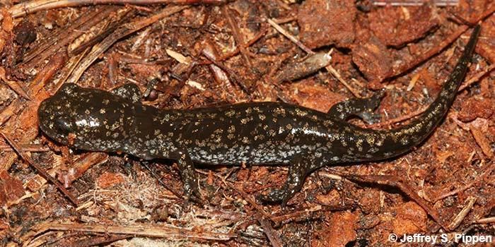 Mabee's salamander Salamander Ambystoma mabeei