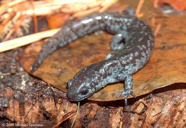 Mabee's salamander Mabee39s Salamander