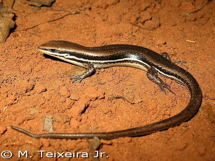 Mabuya Brasiliscincus heathi Brazilian scincid lizard Mabuya heathi