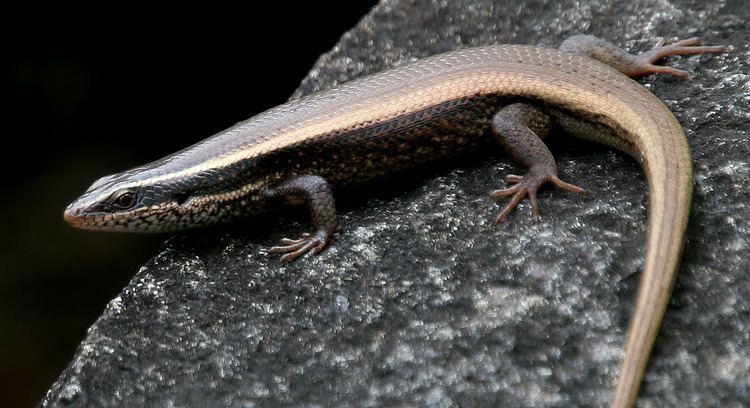 Mabuya FileBronze Grass Skink Mabuya macularia W2 IMG 9971jpg