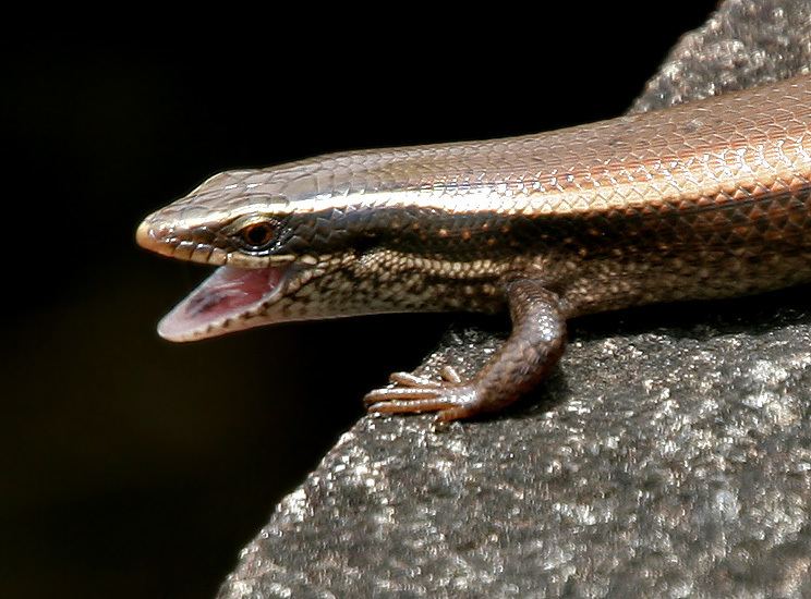 Mabuya FileBronze Grass Skink Mabuya macularia W2 IMG 9977jpg