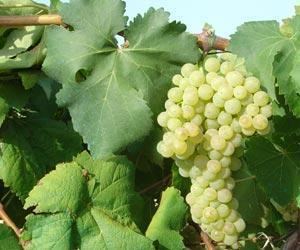 Macabeo Macabeo Viura Wine Information