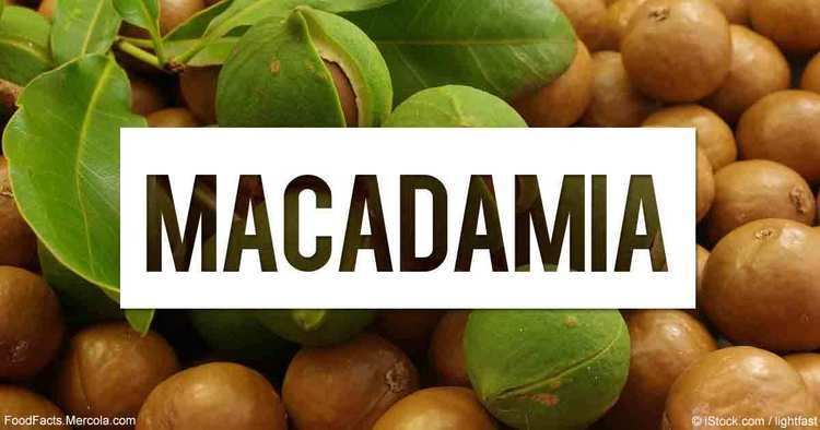 Macadamia What Is Macadamia Good For Mercolacom