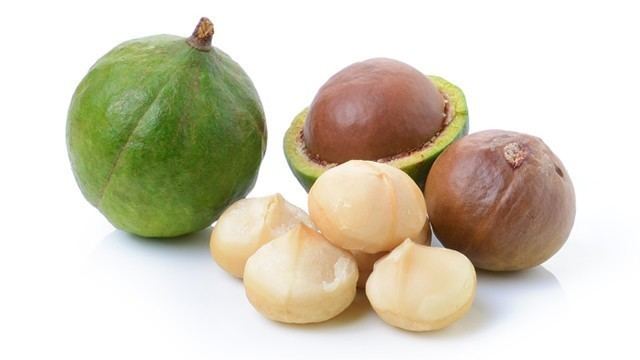 Macadamia Macadamia Nuts Queensland Nut Bush Nut Nuts for well being