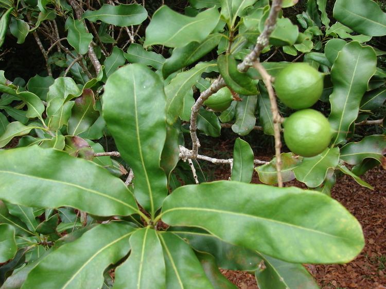 Macadamia integrifolia FileStarr 0807159231 Macadamia integrifoliajpg Wikimedia Commons