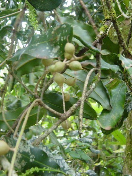 Macadamia integrifolia Macadamia integrifolia Wikipedia