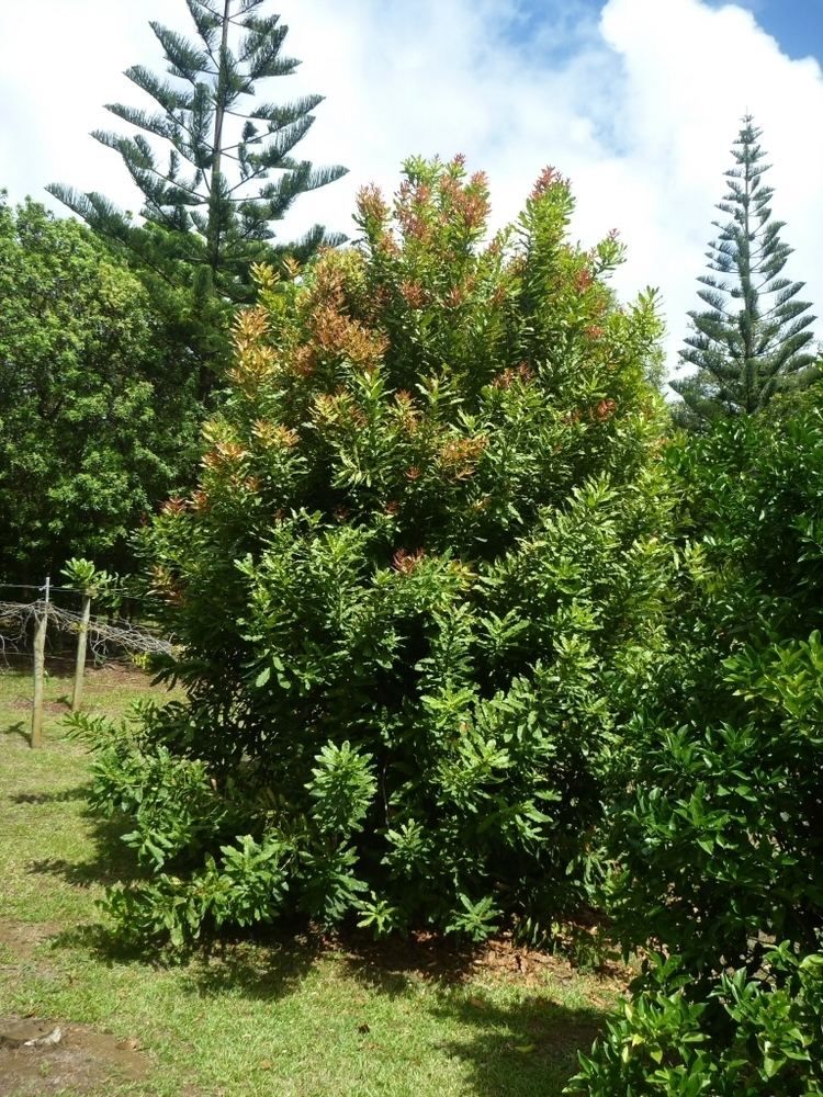 Macadamia integrifolia Macadamia integrifolia Gardening With Angus