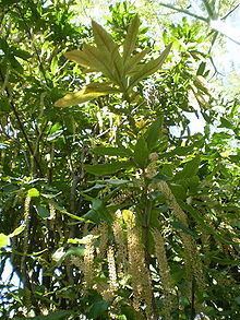 Macadamia tetraphylla Macadamia tetraphylla Wikipedia