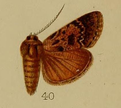 Macalla eumictalis