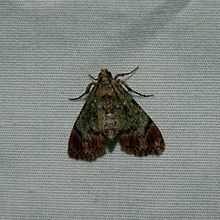 Macalla (moth) httpsuploadwikimediaorgwikipediacommonsthu