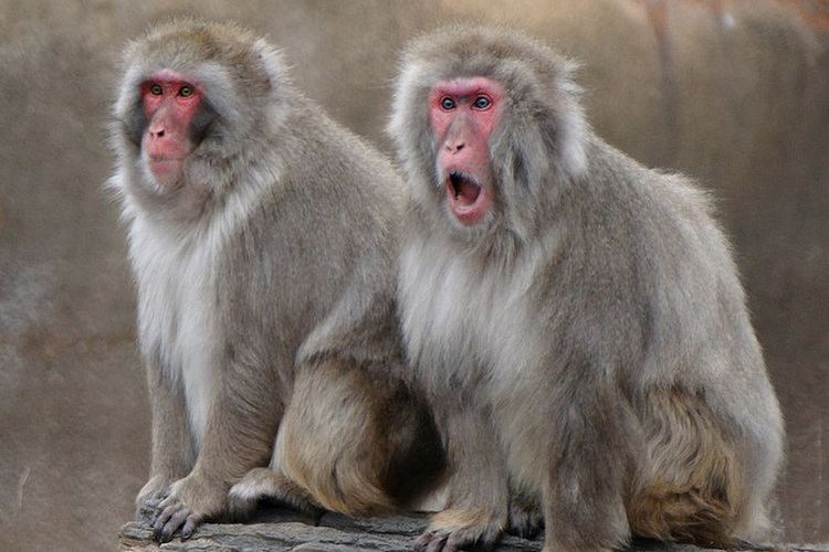 Macaque Macaque Detroit Zoo