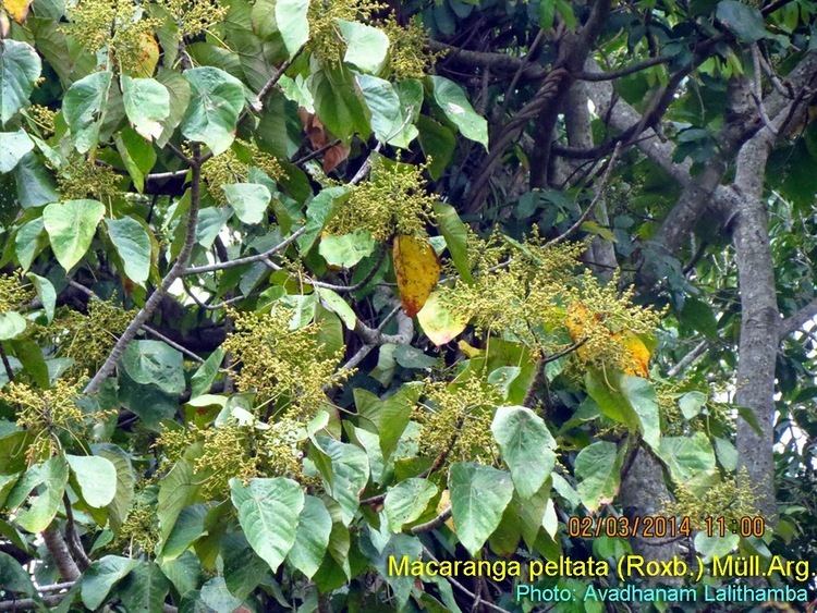 Macaranga peltata Medicinal Plants Macaranga peltata