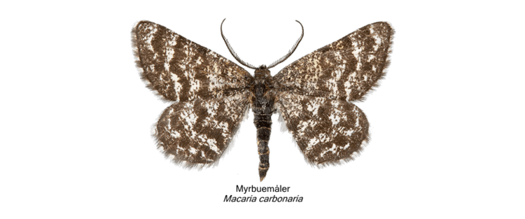 Macaria carbonaria Myrbuemler Macaria carbonaria