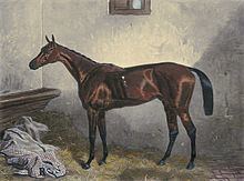 Macaroni (horse) httpsuploadwikimediaorgwikipediacommonsthu