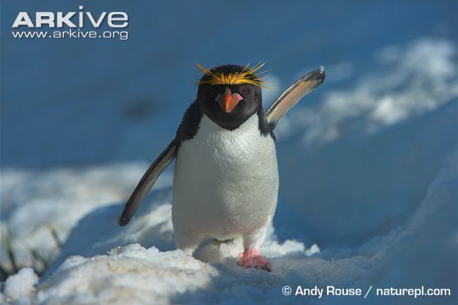 Macaroni penguin Macaroni penguin videos photos and facts Eudyptes chrysolophus