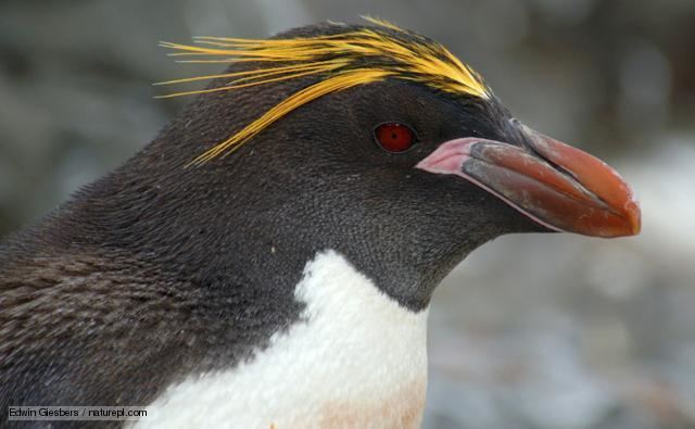 Macaroni penguin BBC Nature Macaroni penguin videos news and facts