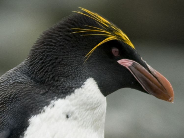 Macaroni penguin Macaroni Penguin Penguin Facts and Information