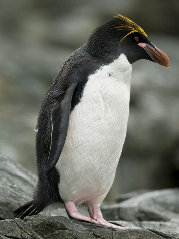 Macaroni penguin Macaroni Penguin Penguin Facts and Information