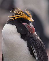 Macaroni penguin httpsuploadwikimediaorgwikipediacommonsthu