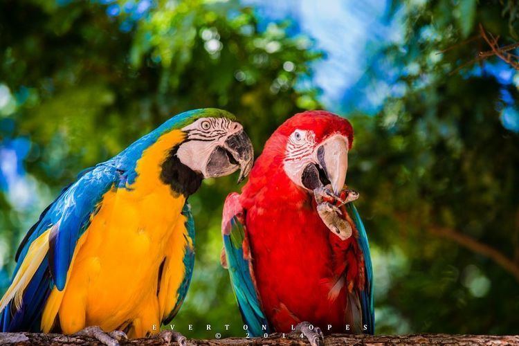 Macaw Macaws Macaw Pictures Macaw Facts National Geographic