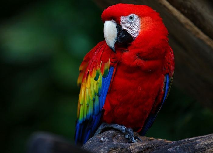 Macaw Macaws as Companion Parrots What You Need to Know
