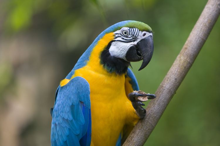 Macaw Macaw Adapting Eden