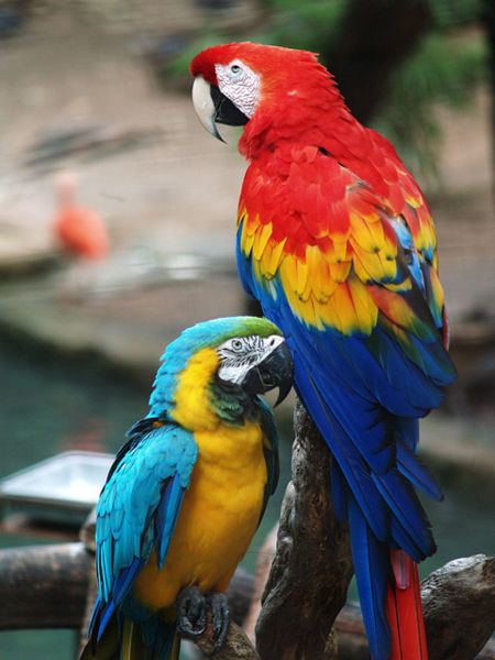 Macaw Macaw Arini Animals AZ Animals