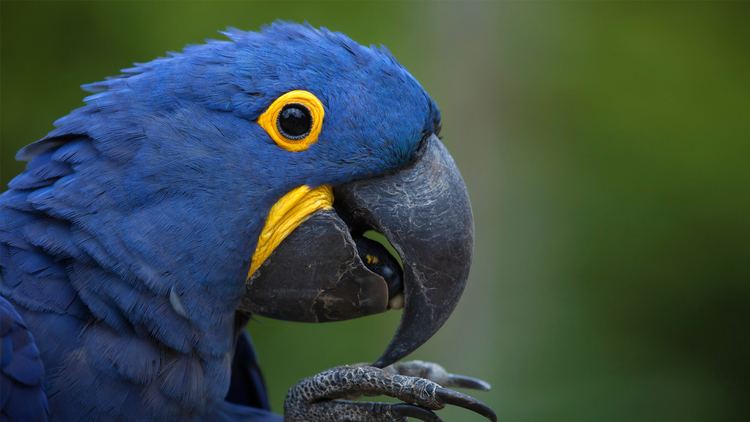 Macaw Macaw San Diego Zoo Animals amp Plants