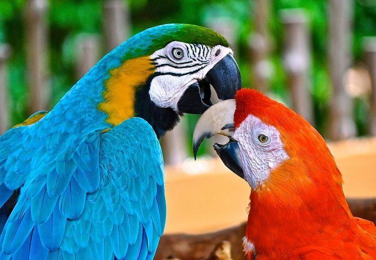 Macaw Macaws Macaw Pictures Macaw Facts National Geographic