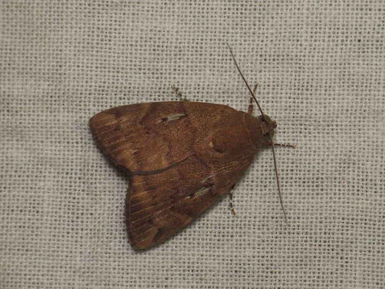 Maceda (moth)