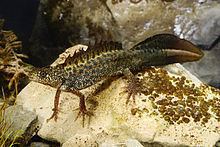 Macedonian crested newt httpsuploadwikimediaorgwikipediacommonsthu