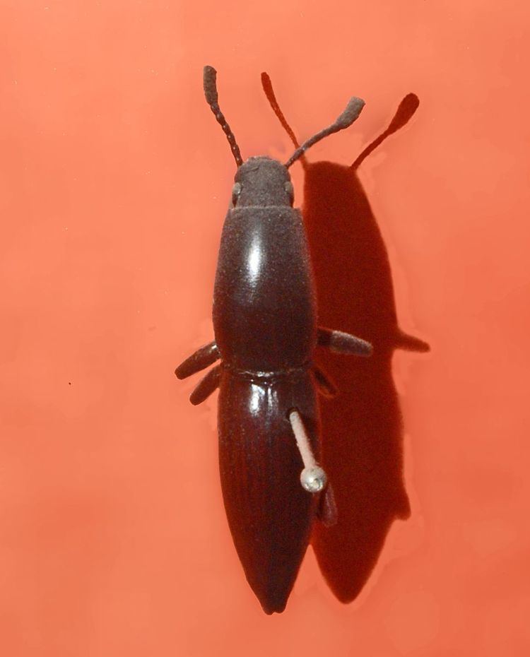 Macellocerus acuminatus