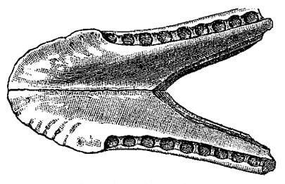 Macelognathus