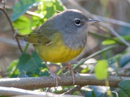 MacGillivray's warbler MacGillivray39s Warbler Identification All About Birds Cornell