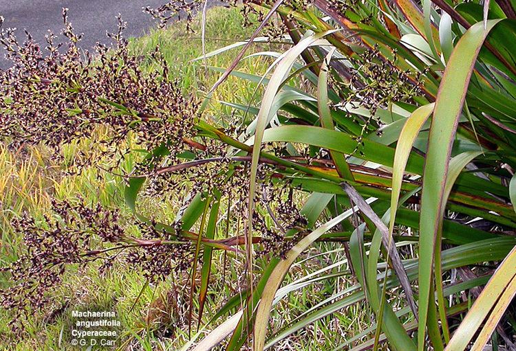 Machaerina Hawaiian Native Plants UH Botany