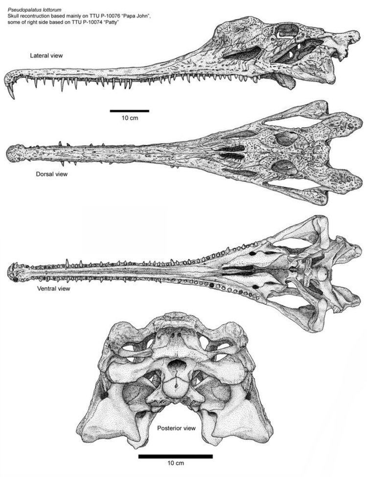 Machaeroprosopus pre01deviantartnet1108thprei2013142bcma