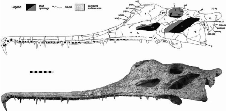 Machaeroprosopus Cranial anatomy of the Late Triassic phytosaur Machaeroprosopus