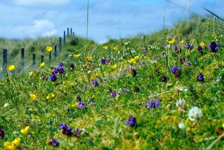 Machair Machair Western Isles Wildflowers Flowers of The Hebrides