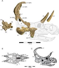 Machairoceratops httpsuploadwikimediaorgwikipediacommonsthu
