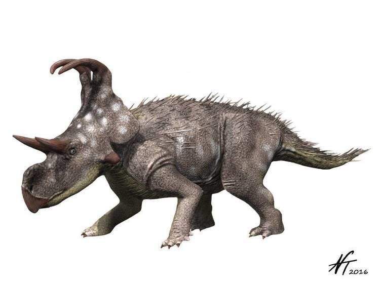 Machairoceratops Machairoceratops cronusi Spinops