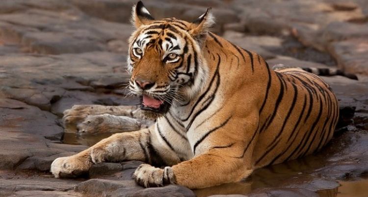 Machali (tigress) World39s Most Photographed Tigress Machli Turns 20